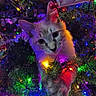 animal, cat, christmas_lights, christmas_tree, closeup, colorful_lights, cute, decorations, festive, furry, greenery, holiday, holiday_season, indoors, kitten, ornament, pet, pine_needles, soft_light, winter