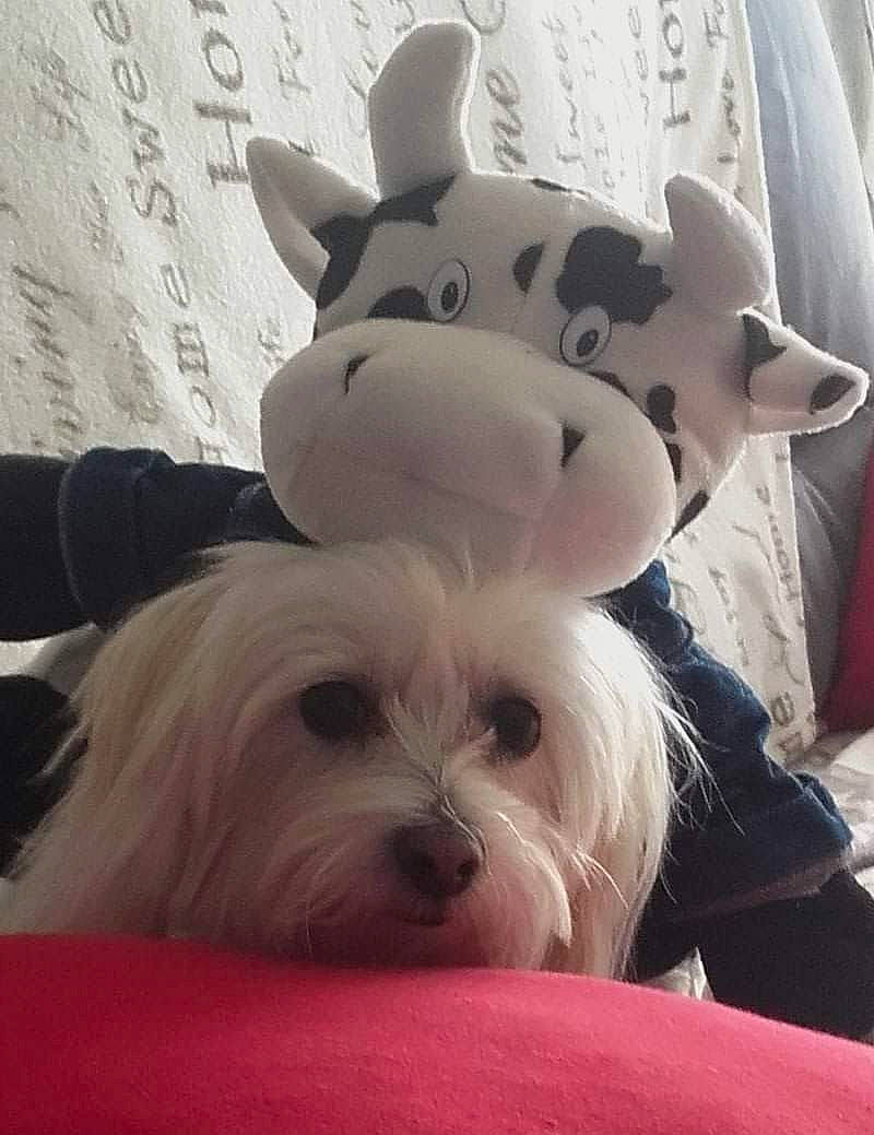 Lola