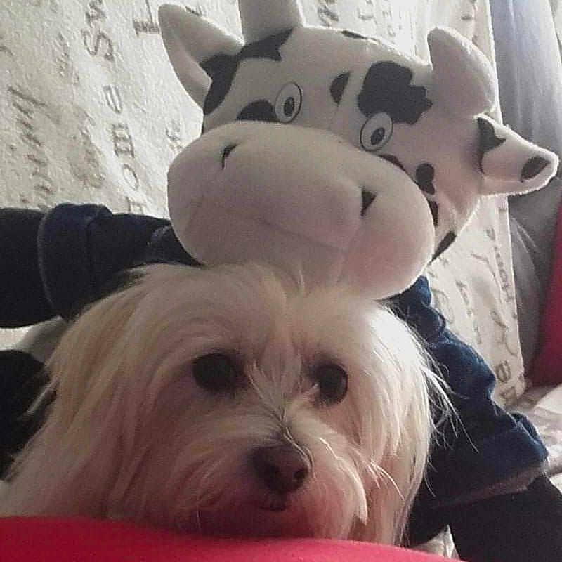 Lola
