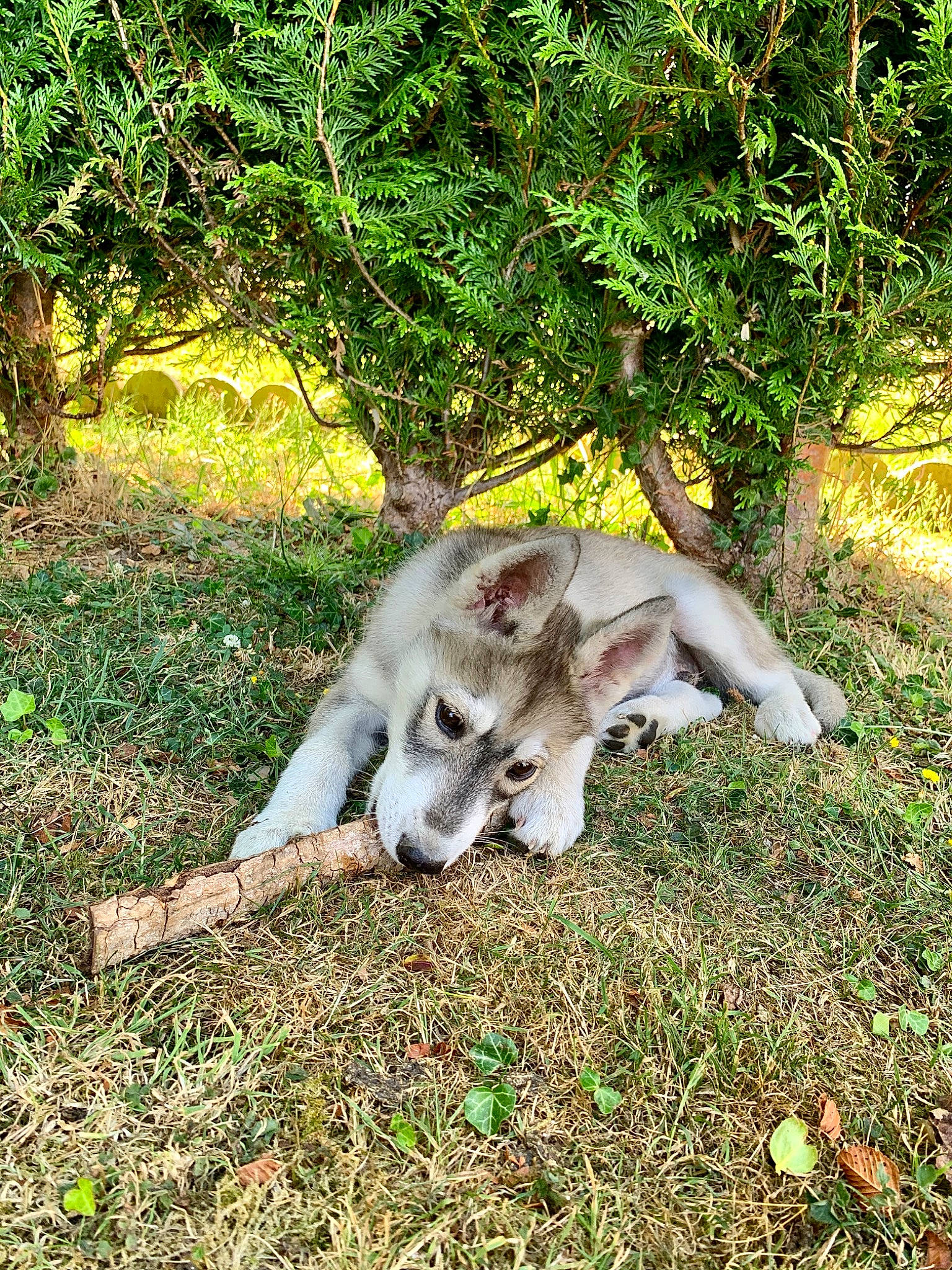 Ryuk a rejoint le concours — aidez-le/la à gagner de superbes lots ! canidae, carnivore, cat, felidae, grass, wildlife