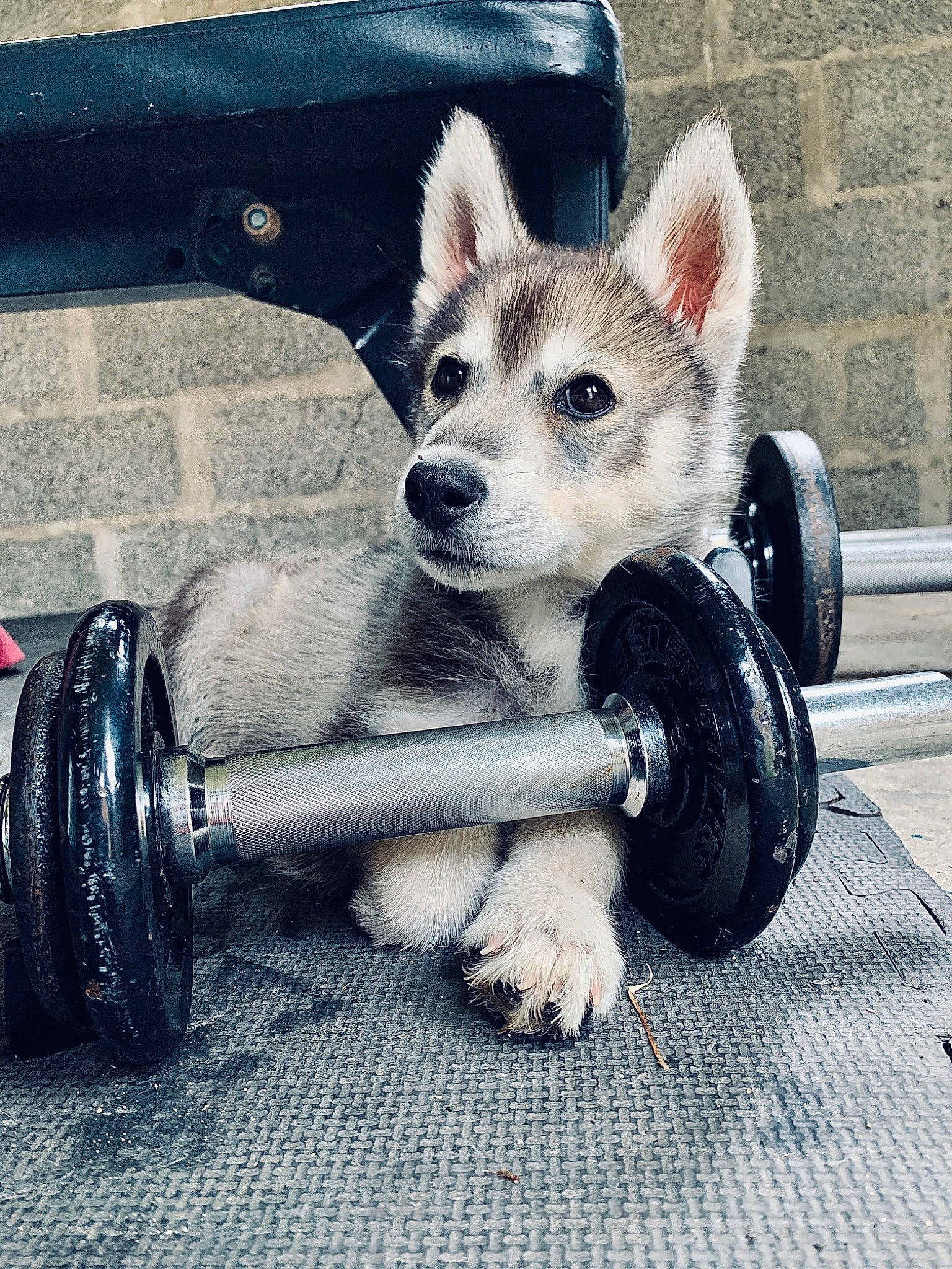 Ryuk participe au concours pour gagner de l'argent avec cette photo : alaskan_malamute, canidae, canis, car, carnivore, dog, dog_breed, mammal, northern_inuit_dog, rare_breed_dog, siberian_husky, snout, vehicle, wheel, wolfdog, working_dog