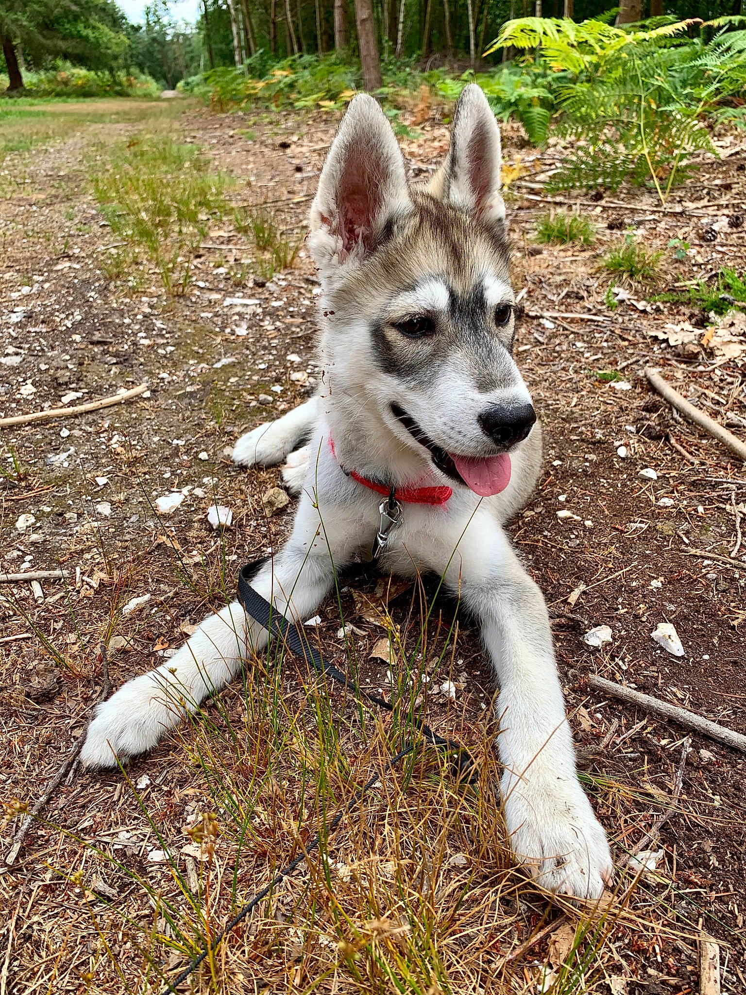 Ryuk a rejoint le concours — aidez-le/la à gagner de superbes lots ! alaskan_malamute, canadian_eskimo_dog, canidae, carnivore, czechoslovakian_wolfdog, dog, dog_breed, east_siberian_laika, jamthund, mammal, native_american_indian_dog, northern_inuit_dog, saarloos_wolfdog, seppala_siberian_sleddog, siberian_husky, sled_dog, tamaskan_dog, vertebrate, west_siberian_laika, wolfdog