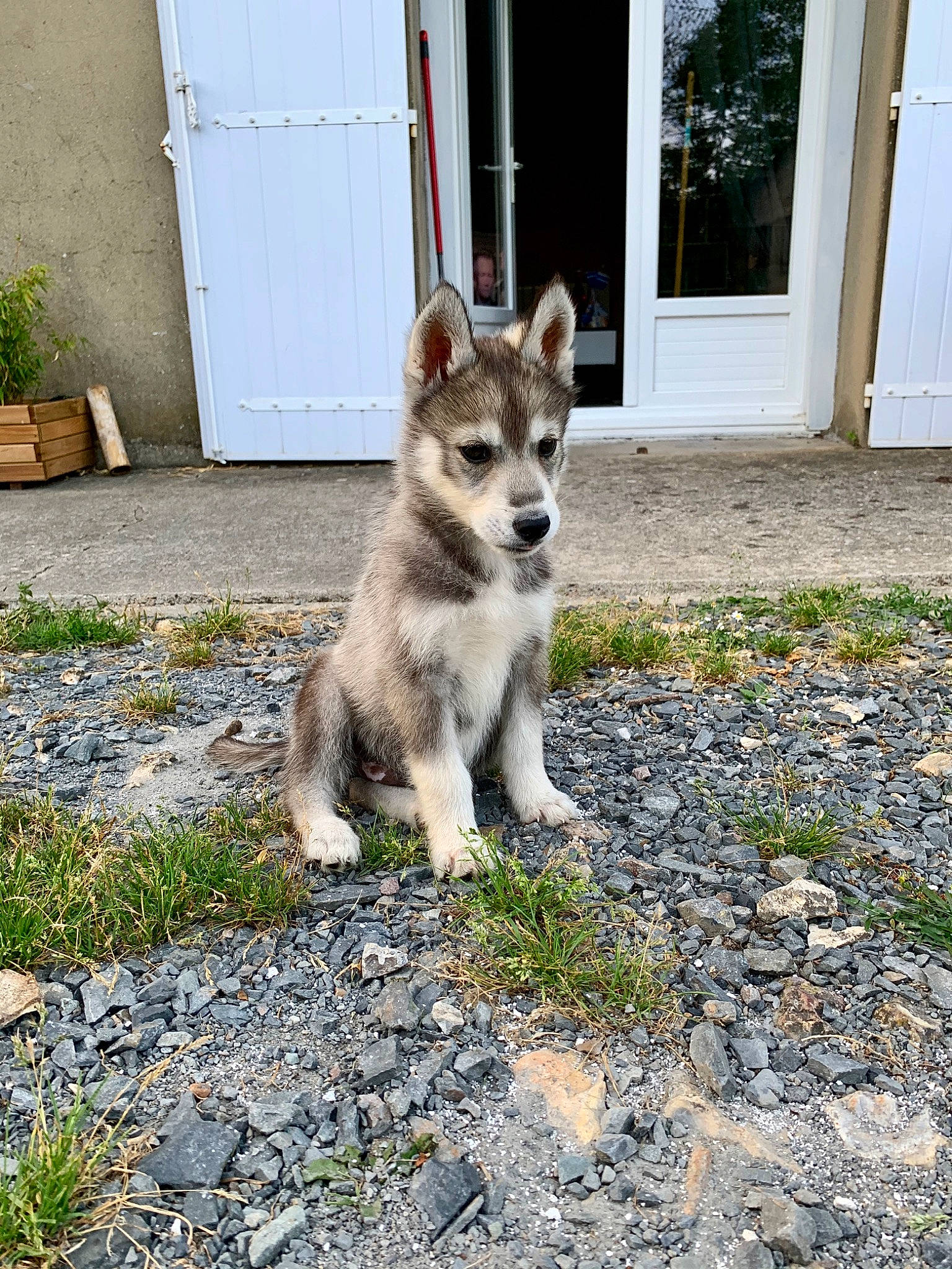 Ryuk a rejoint le concours — aidez-le/la à gagner de superbes lots ! alaskan_klee_kai, alaskan_malamute, canadian_eskimo_dog, canidae, carnivore, dog, dog_breed, east_siberian_laika, mammal, miniature_siberian_husky, native_american_indian_dog, northern_inuit_dog, saarloos_wolfdog, sakhalin_husky, shikoku, siberian_husky, swedish_vallhund, tamaskan_dog, vertebrate, wolfdog