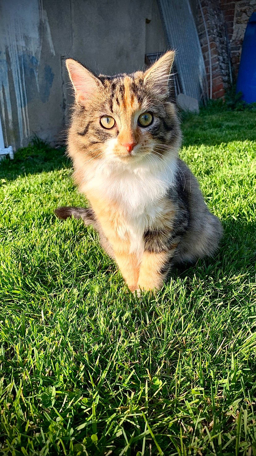 Plume participe au concours pour gagner de l'argent avec cette photo : british_semi_longhair, carnivore, cat, domestic_long_haired_cat, domestic_short_haired_cat, european_shorthair, felidae, grass, kitten, lawn, maine_coon, mammal, pixie_bob, plant, siberian, small_to_medium_sized_cats, tabby_cat, vertebrate, whiskers, wild_cat