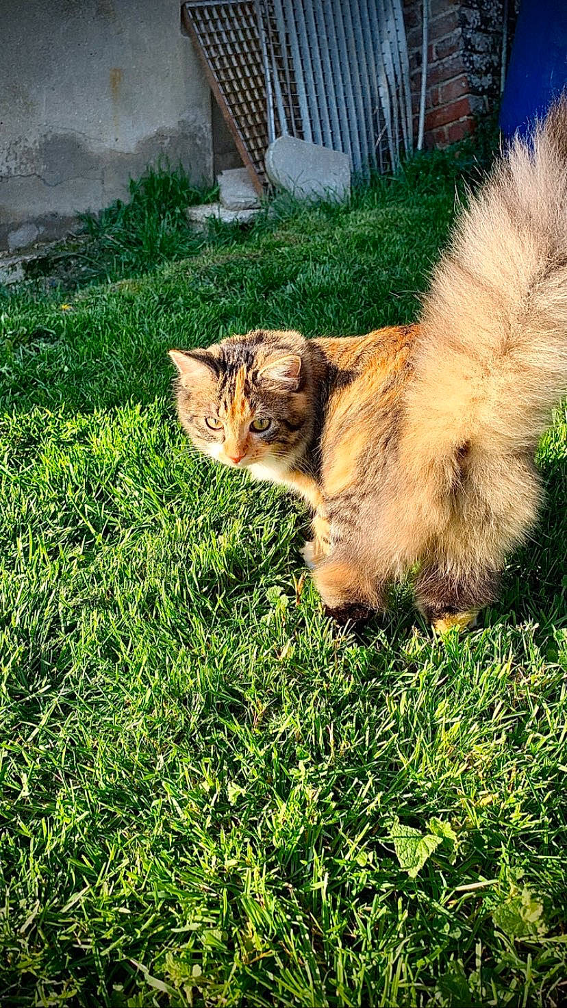 Plume a rejoint le concours — aidez-le/la à gagner de superbes lots ! canidae, carnivore, cat, companion_dog, dog_breed, fawn, felidae, fur, grass, lawn, plant, small_to_medium_sized_cats, sporting_group, tail, whiskers