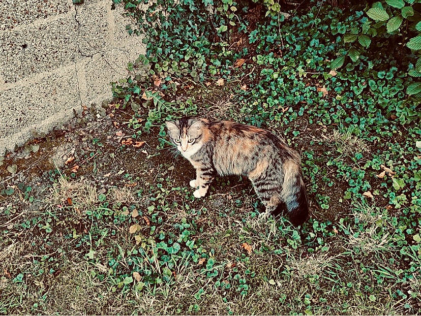 Plume a rejoint le concours — aidez-le/la à gagner de superbes lots ! carnivore, cat, domestic_short_haired_cat, european_shorthair, fawn, felidae, grass, plant, small_to_medium_sized_cats, tabby_cat, tail, wild_cat, wildlife