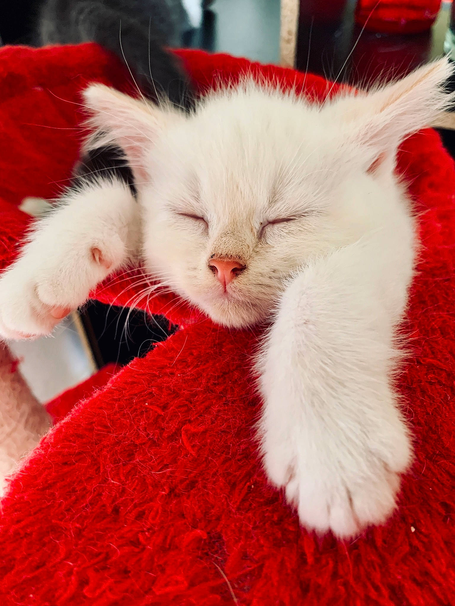 Gone a rejoint le concours — aidez-le/la à gagner de superbes lots ! carnivore, cat, claw, domestic_long_haired_cat, felidae, fur, kitten, mammal, paw, persian, polydactyl_cat, red, small_to_medium_sized_cats, tail, turkish_angora, turkish_van, whiskers