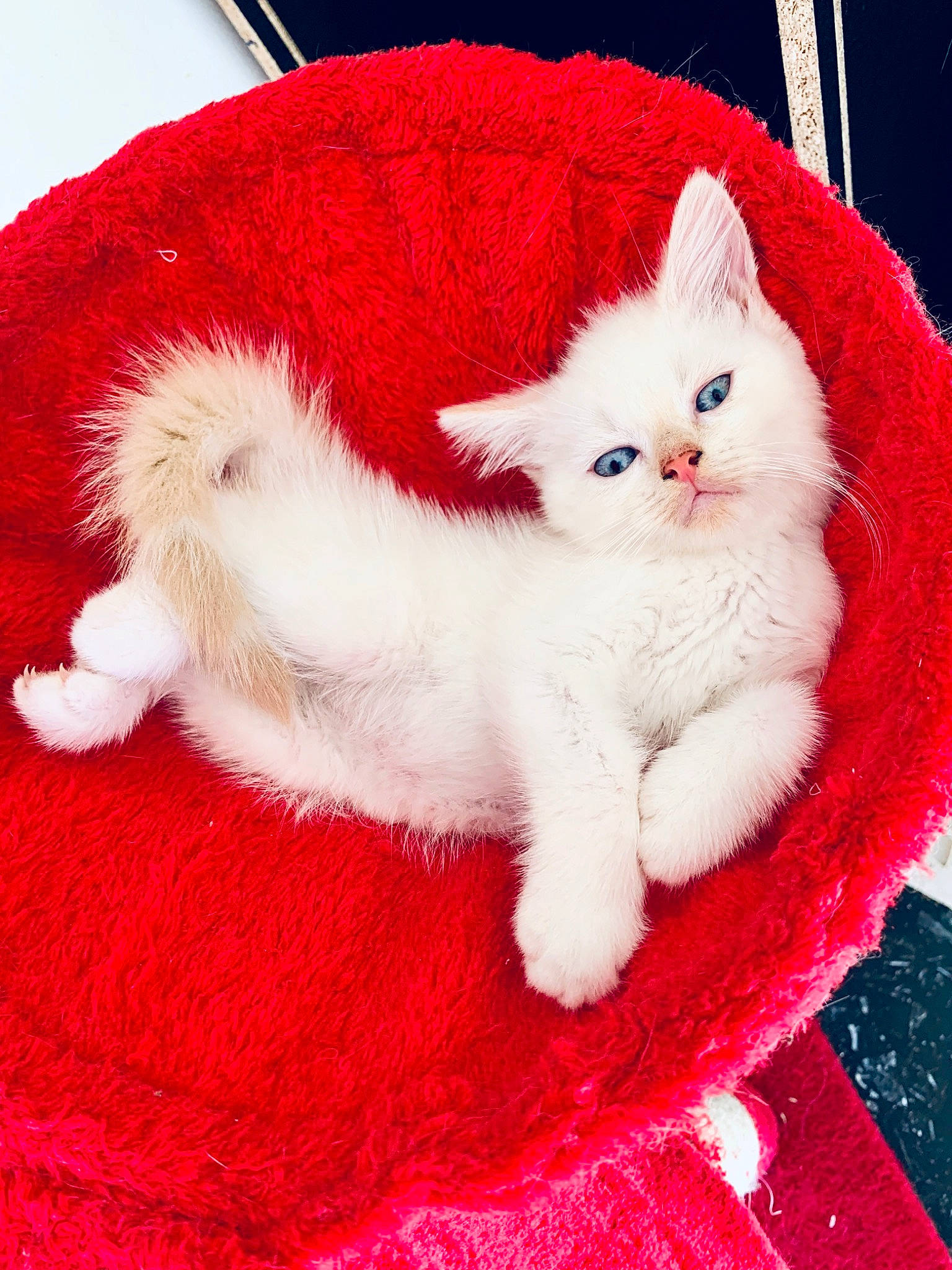 Gone participe au concours pour gagner de l'argent avec cette photo : carnivore, cat, domestic_long_haired_cat, felidae, fur, kitten, mammal, napoleon_cat, persian, red, small_to_medium_sized_cats, tail, turkish_angora, whiskers
