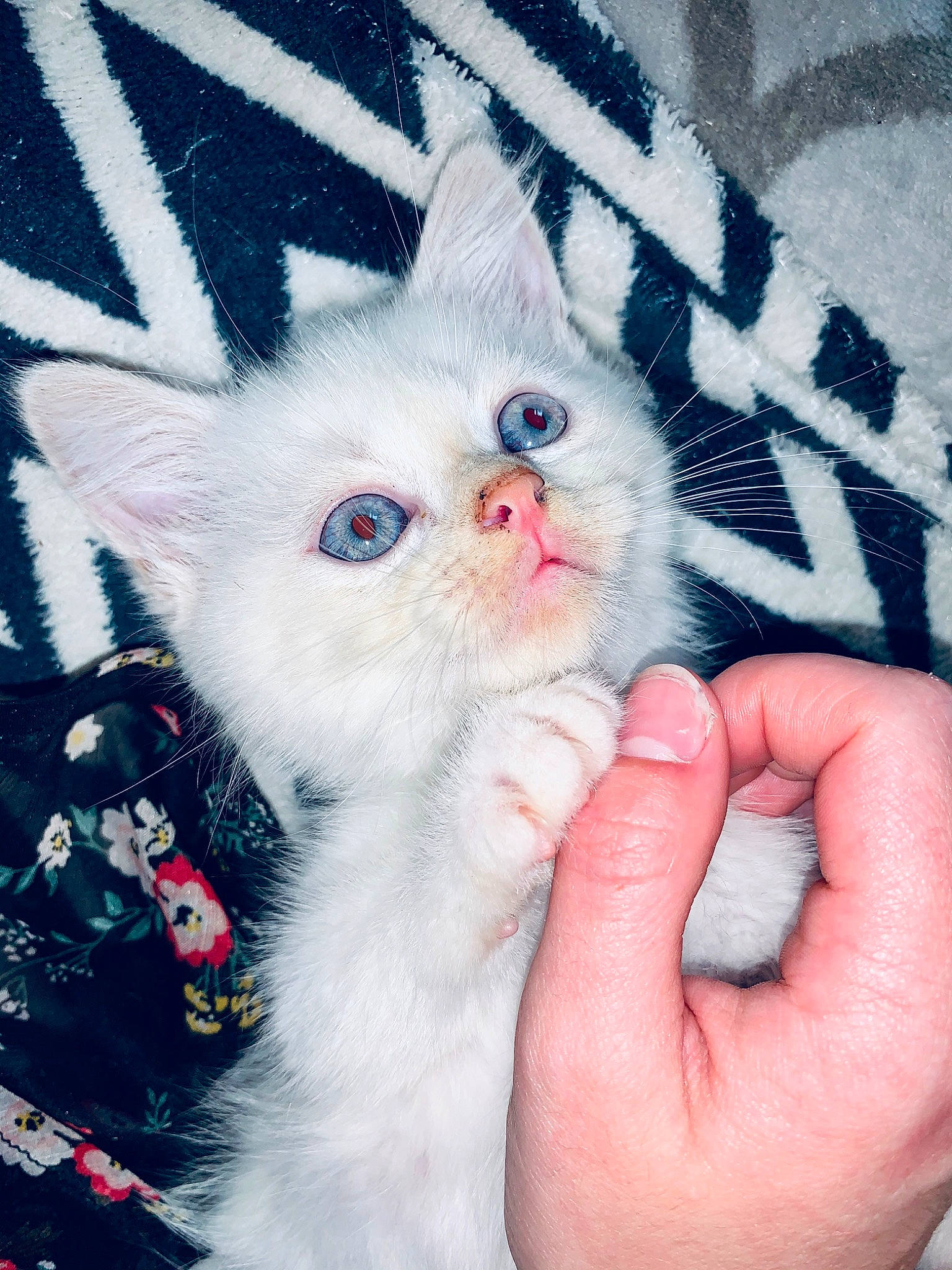 Gone a rejoint le concours — aidez-le/la à gagner de superbes lots ! asian, carnivore, cat, claw, ear, eye, felidae, fur, khao_manee, kitten, mammal, paw, persian, polydactyl_cat, ragdoll, small_to_medium_sized_cats, turkish_angora, turkish_van, vertebrate, whiskers