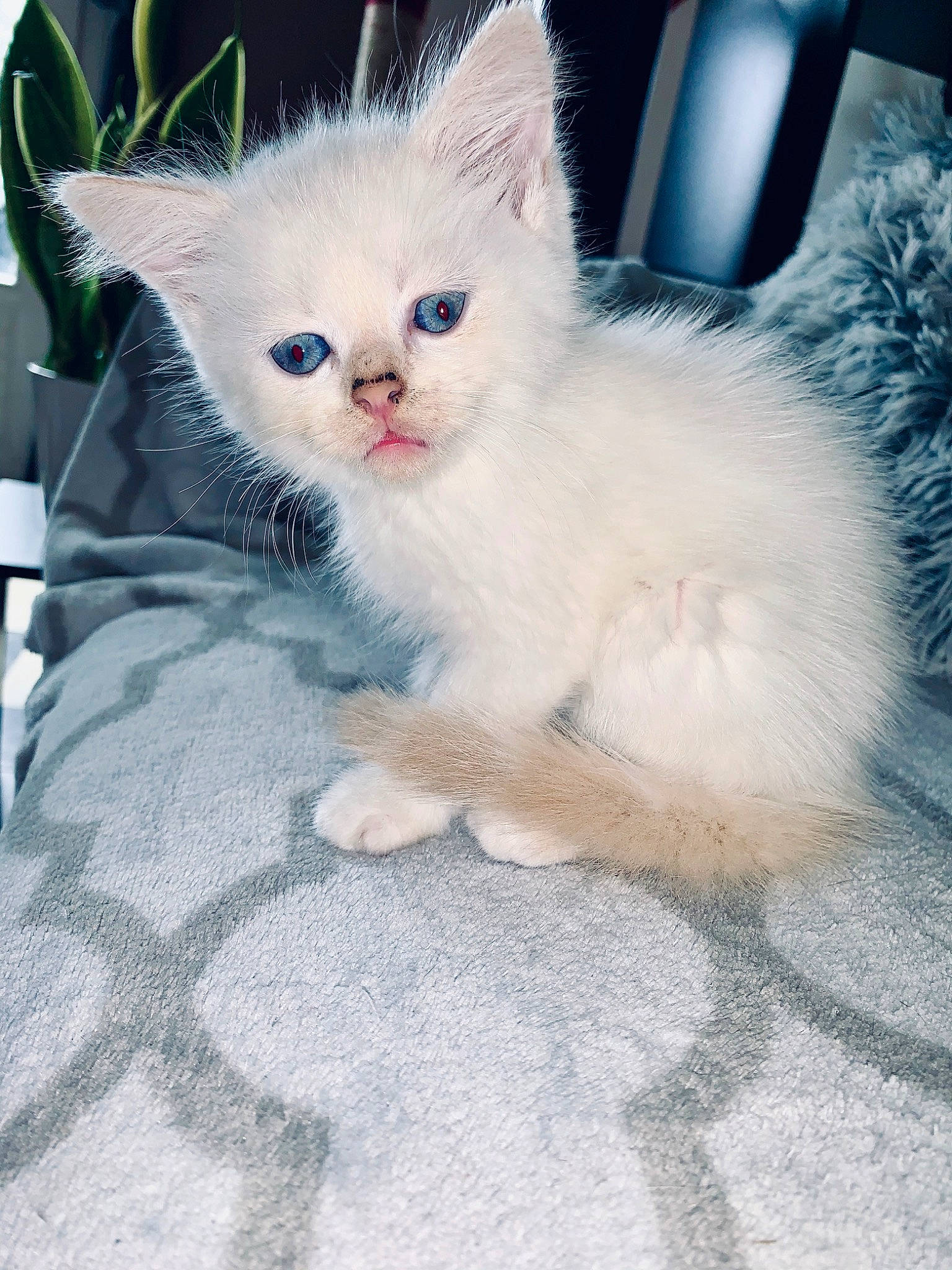 Gone a rejoint le concours — aidez-le/la à gagner de superbes lots ! asian, asian_semi_longhair, british_longhair, british_semi_longhair, burmilla, carnivore, cat, eye, felidae, kitten, mammal, munchkin, ojos_azules, persian, ragdoll, small_to_medium_sized_cats, turkish_angora, turkish_van, vertebrate, whiskers