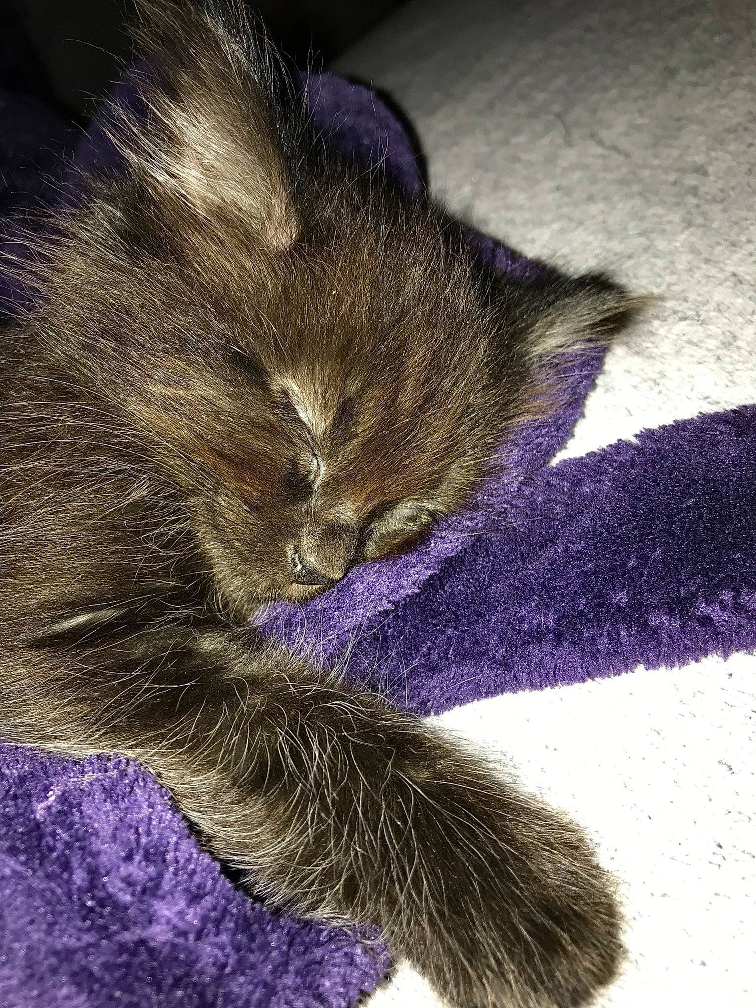 Kira a rejoint le concours — aidez-le/la à gagner de superbes lots ! carnivore, cat, domestic_short_haired_cat, ear, felidae, fur, kitten, purple, sleep, small_to_medium_sized_cats, snout, tabby_cat, tail, violet, whiskers