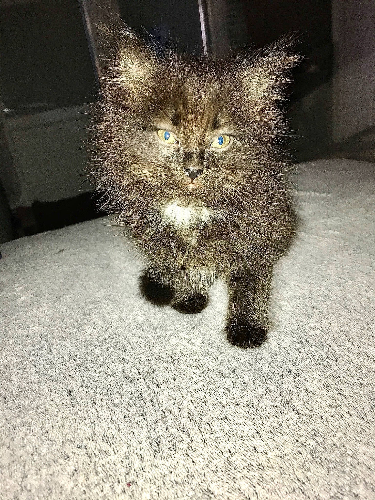 Kira participe au concours pour gagner de l'argent avec cette photo : british_semi_longhair, carnivore, cat, claw, domestic_long_haired_cat, domestic_short_haired_cat, ear, european_shorthair, eye, fawn, felidae, fur, kitten, mammal, organism, persian, skin, small_to_medium_sized_cats, snout, whiskers