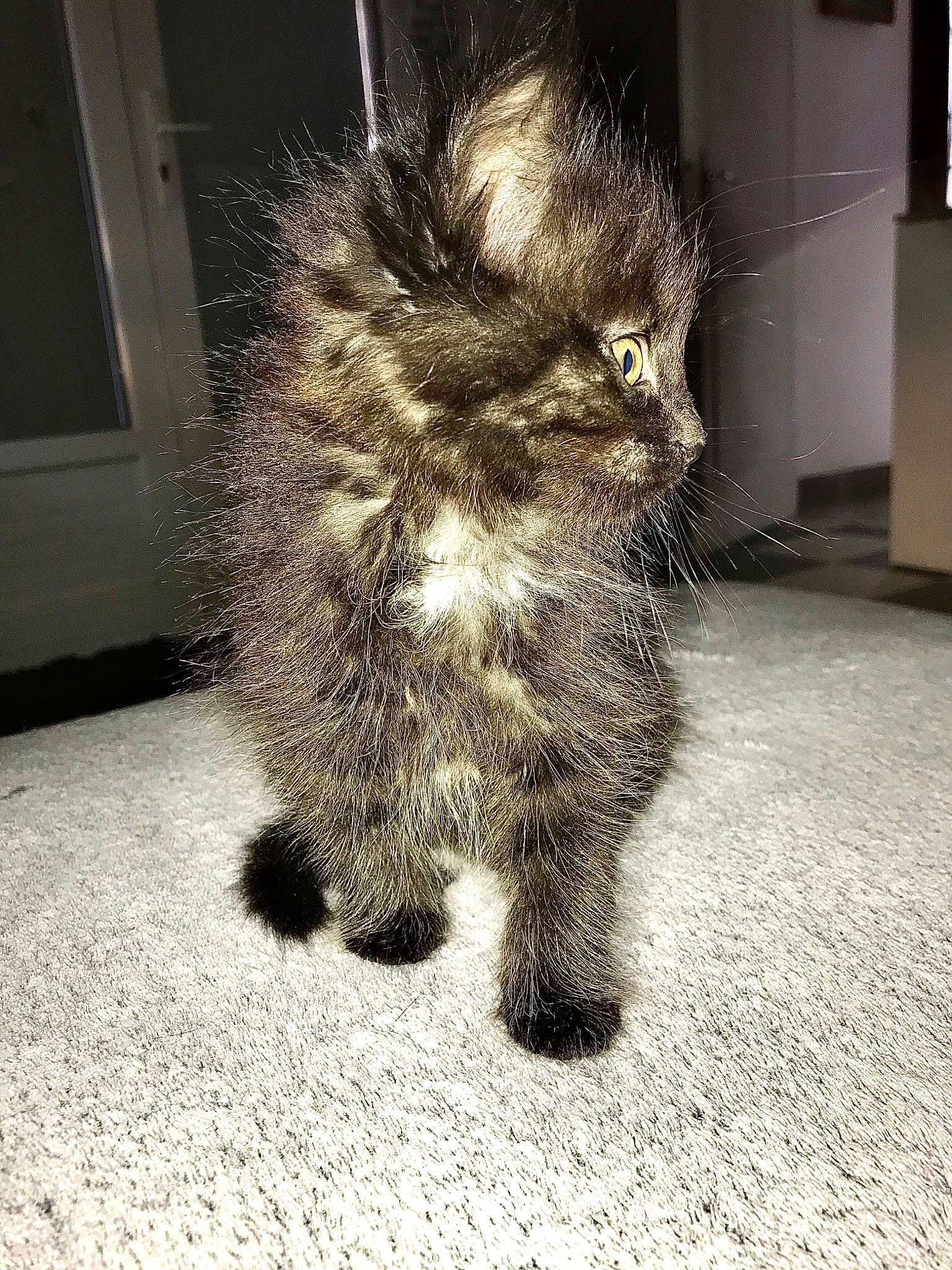 Kira participe au concours pour gagner de l'argent avec cette photo : carnivore, cat, domestic_long_haired_cat, domestic_short_haired_cat, fawn, felidae, fur, kitten, kurilian_bobtail, laperm, mammal, organism, small_to_medium_sized_cats, snout, tail, whiskers