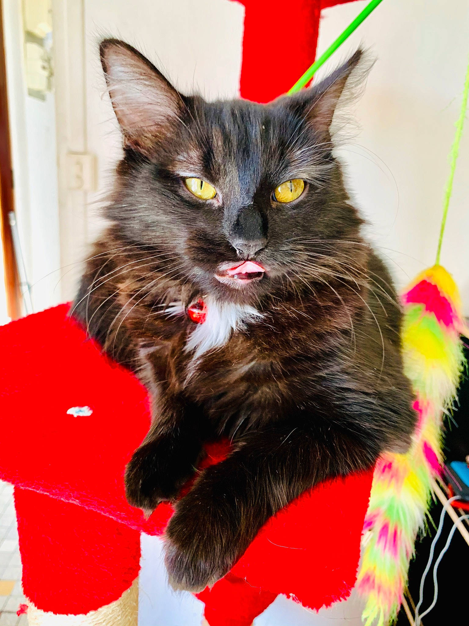 Kira participe au concours pour gagner de l'argent avec cette photo : black_cat, carnivore, cat, claw, domestic_short_haired_cat, felidae, fur, kitten, maine_coon, mammal, norwegian_forest_cat, small_to_medium_sized_cats, tail, whiskers