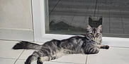 Nénette participe au concours pour gagner de l'argent avec cette photo : alert, animal, cat, domestic_cat, eyes, fur, glass_door, gray_tabby, house, indoor, laying_down, looking, paws, pet, reflection, relaxed, shadow, tail, tiled_floor, whiskers