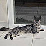 alert, animal, cat, domestic_cat, eyes, fur, glass_door, gray_tabby, house, indoor, laying_down, looking, paws, pet, reflection, relaxed, shadow, tail, tiled_floor, whiskers