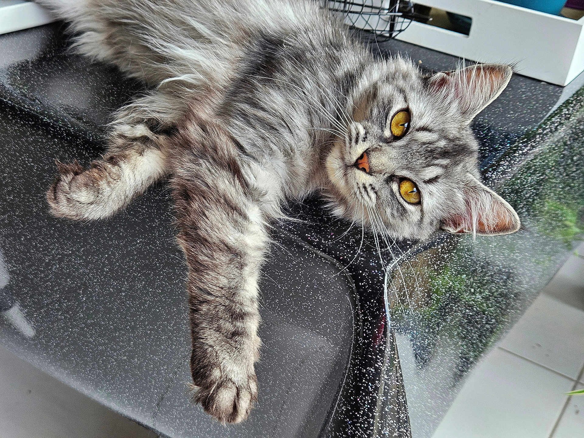 Nénette