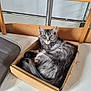 Nénette a rejoint le concours — aidez-le/la à gagner de superbes lots ! animal, cardboard_box, cat, cozy, curious, curled_up, domestic_cat, feline, fur, gray_fur, household, indoor, looking_at_camera, metal_rail, pet, resting, snug, tabby, white_surface, yellow_eyes
