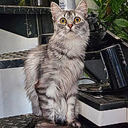 Nénette a rejoint le concours — aidez-le/la à gagner de superbes lots ! alert, animal_portrait, cat, curious, domestic_animal, ears, feline, fluffy_fur, fur_pattern, gray_tabby, home_interior, houseplant, indoor, long_tail, looking_up, metal_staircase, pet, sitting, whiskers, wide_eyes