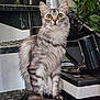 alert, animal_portrait, cat, curious, domestic_animal, ears, feline, fluffy_fur, fur_pattern, gray_tabby, home_interior, houseplant, indoor, long_tail, looking_up, metal_staircase, pet, sitting, whiskers, wide_eyes