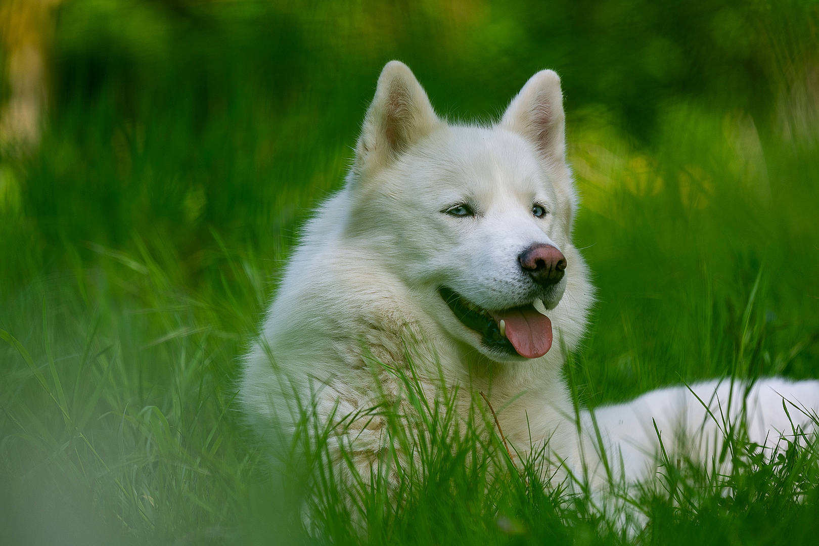 Memphis participe au concours pour gagner de l'argent avec cette photo : ancient_dog_breeds, canidae, carnivore, companion_dog, dog, dog_breed, eye, fang, fawn, fur, grass, grassland, jaw, plant, snout, sporting_group, tail, terrestrial_animal, whiskers, working_animal