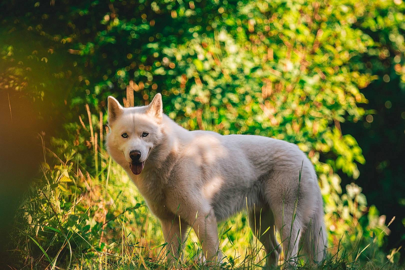 Memphis participe au concours pour gagner de l'argent avec cette photo : canis, canis_lupus_tundrarum, carnivore, companion_dog, dog, dog_breed, felidae, fox, grass, grassland, landscape, natural_landscape, plant, sporting_group, tail, terrestrial_animal, tree, whiskers, wolf, working_animal