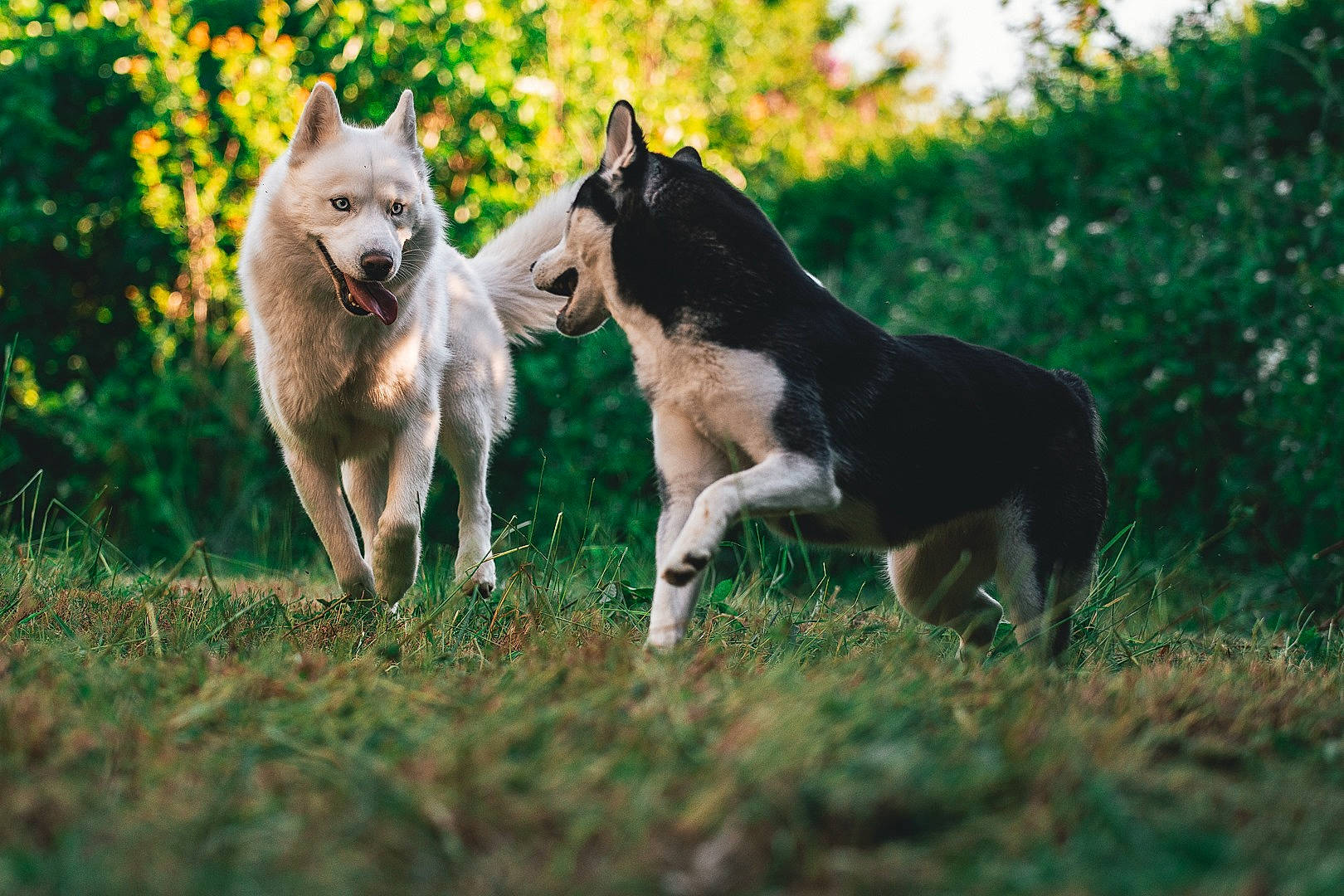 Memphis a rejoint le concours — aidez-le/la à gagner de superbes lots ! ancient_dog_breeds, canidae, canis, carnivore, companion_dog, dog, dog_breed, fawn, grass, grassland, guard_dog, non_sporting_group, pasture, plant, sled_dog, sporting_group, tail, tree, wolf, working_dog