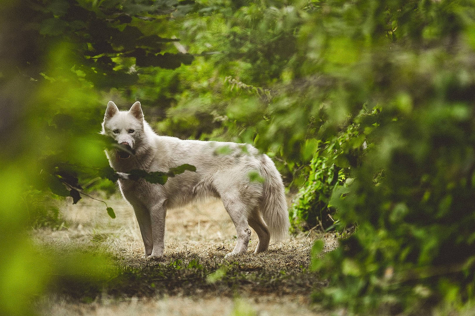 Memphis participe au concours pour gagner de l'argent avec cette photo : canidae, canis, canis_lupus_tundrarum, carnivore, dog, dog_breed, fawn, forest, fox, grass, natural_landscape, plant, snout, sporting_group, tail, terrestrial_animal, tree, wildlife, wolf, woodland