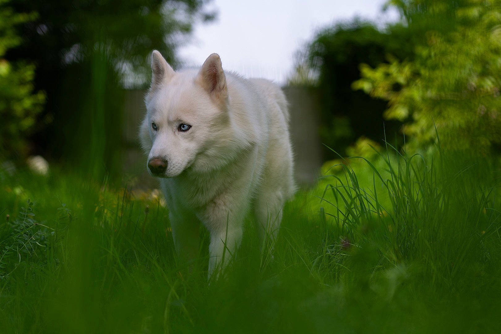 Memphis a rejoint le concours — aidez-le/la à gagner de superbes lots ! canidae, carnivore, companion_dog, dog, dog_breed, eye, fawn, german_spitz_mittel, grass, grassland, indian_spitz, plant, samoyed, sky, snout, spitz, sporting_group, terrestrial_animal, tree, wolf