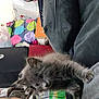 Ash is registered to the contest to win money with this photo: bag, baggage, box, british_longhair, carnivore, cat, comfort, couch, domestic_short_haired_cat, felidae, fur, grey, lap, luggage_and_bags, paw, room, shipping_box, small_to_medium_sized_cats, tail, whiskers