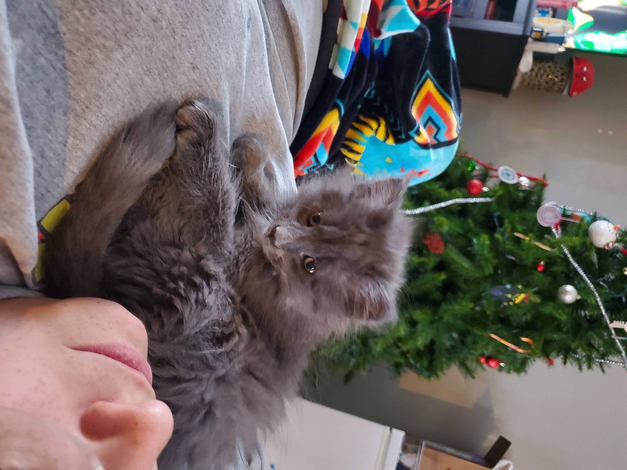 Ash joined the competition — help win amazing prizes! carnivore, cat, christmas_decoration, christmas_ornament, christmas_tree, conifer, domestic_short_haired_cat, event, fawn, felidae, fur, holiday, holiday_ornament, ornament, paw, plant, small_to_medium_sized_cats, tail, tree, whiskers