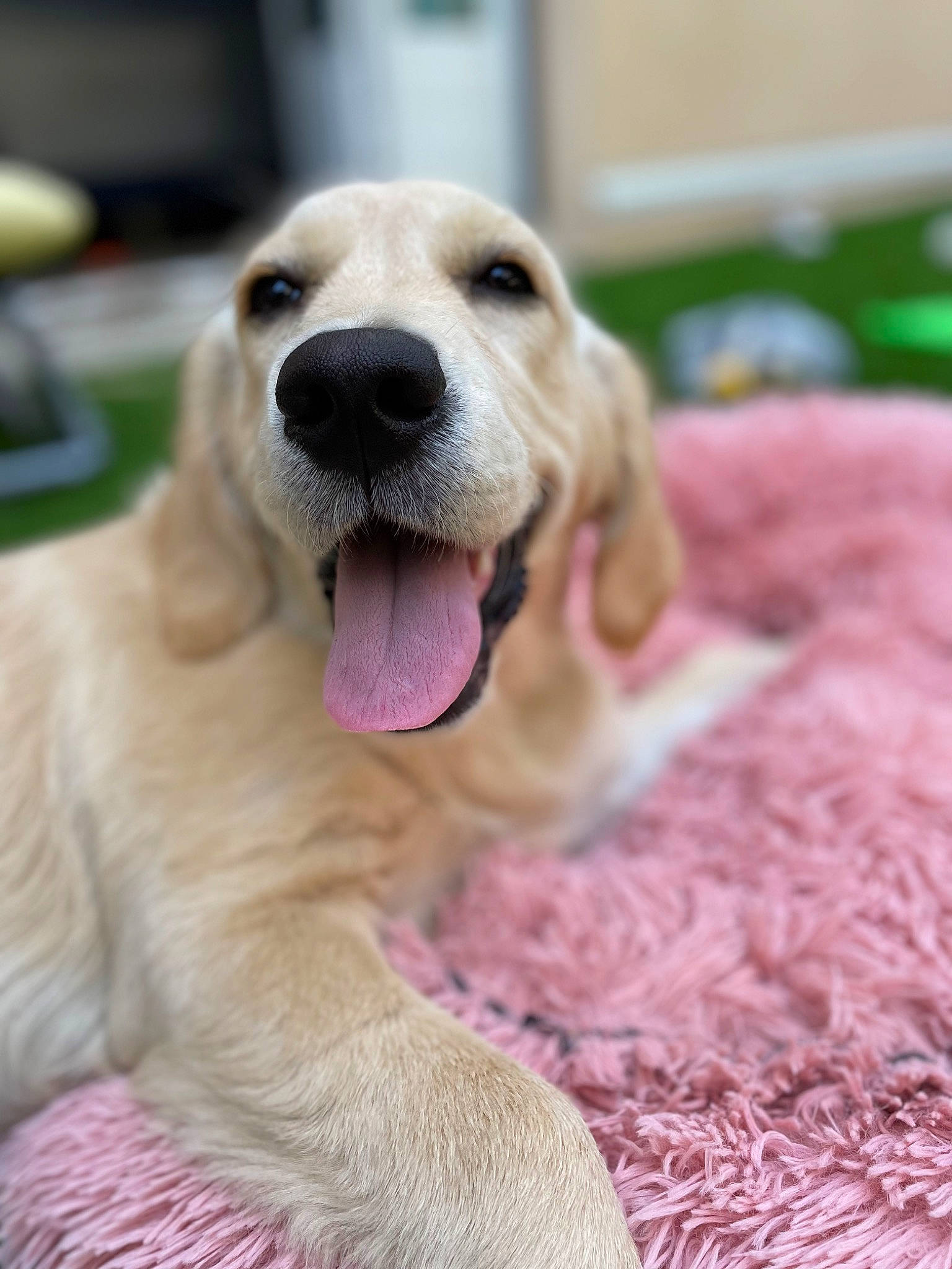 Téa participe au concours pour gagner de l'argent avec cette photo : ball, canidae, carnivore, collar, companion_dog, dog, dog_breed, eye, fawn, fur, golden_retriever, guard_dog, gun_dog, happy, labrador_retriever, paw, retriever, sporting_group, terrestrial_animal, whiskers