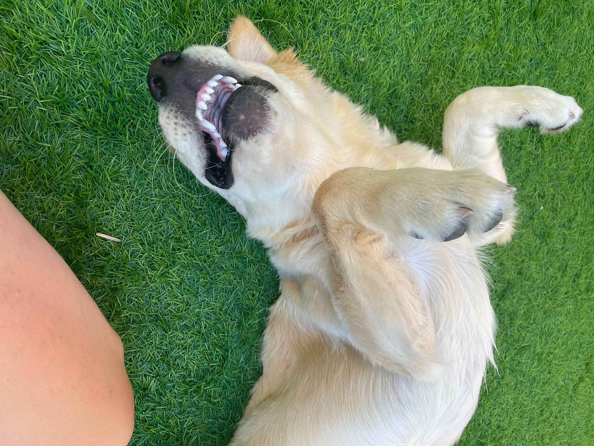 Téa participe au concours pour gagner de l'argent avec cette photo : canidae, carnivore, companion_dog, dog, dog_breed, fawn, felidae, foot, fur, grass, mammal, paw, plant, snout, sporting_group, tail, terrestrial_animal, whiskers, wildlife, working_animal