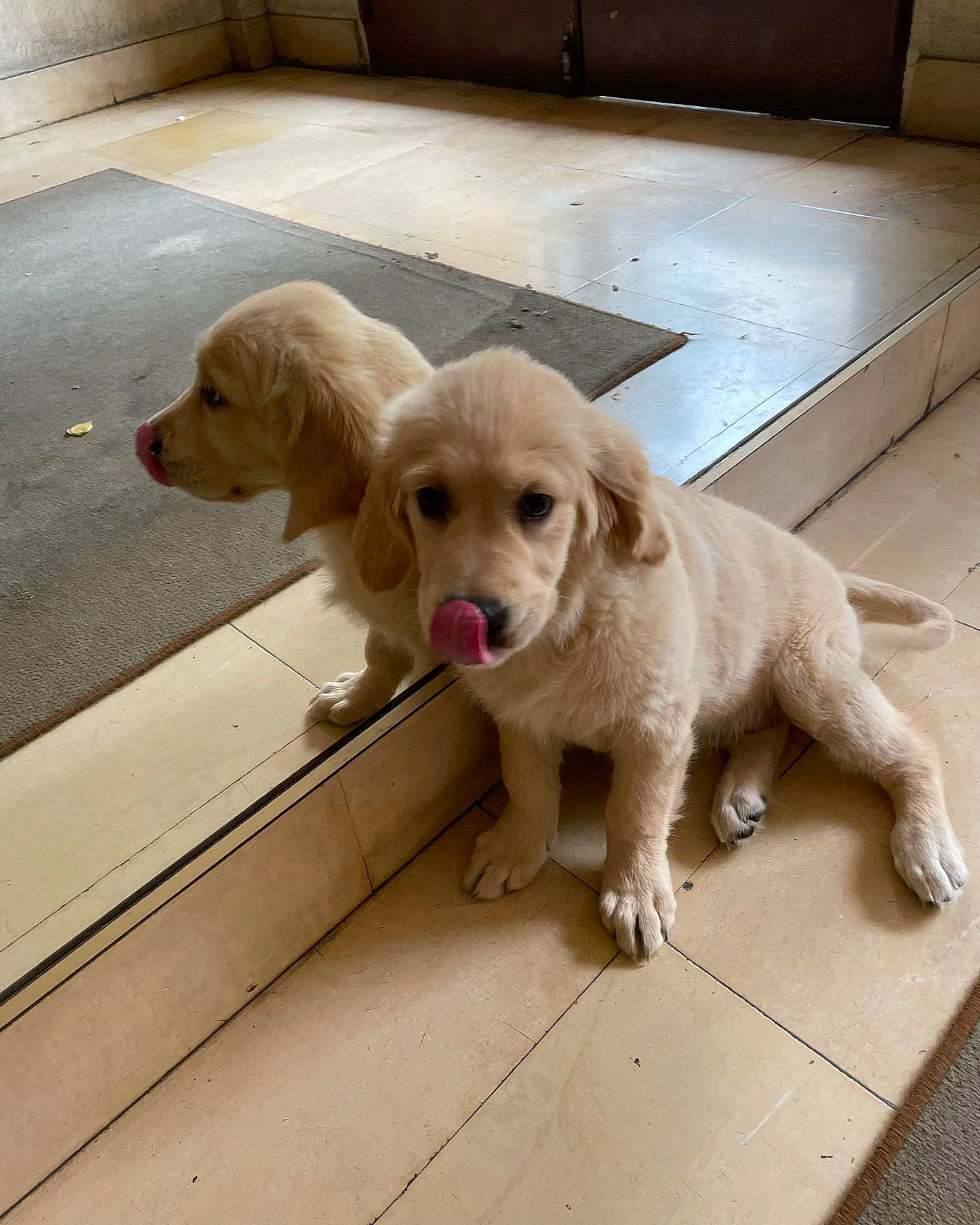 Téa a rejoint le concours — aidez-le/la à gagner de superbes lots ! canidae, carnivore, companion_dog, dog, dog_breed, dog_collar, fawn, floor, flooring, hardwood, leash, liver, pet_supply, pointing_breed, retriever, snout, sporting_group, tail, wood, working_animal