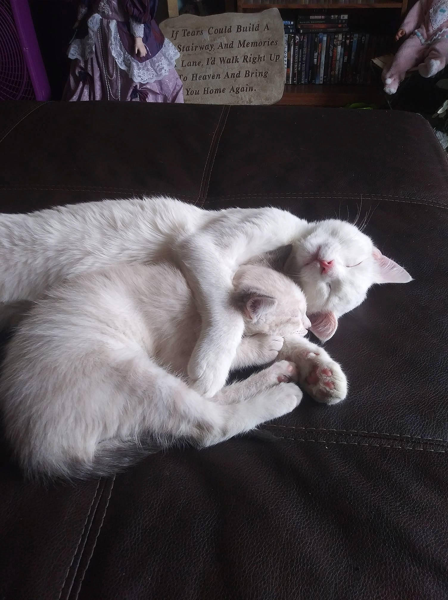 Dabz joined the competition — help win amazing prizes! carnivore, cat, claw, comfort, domestic_short_haired_cat, felidae, fur, linens, nap, paw, small_to_medium_sized_cats, tail, whiskers