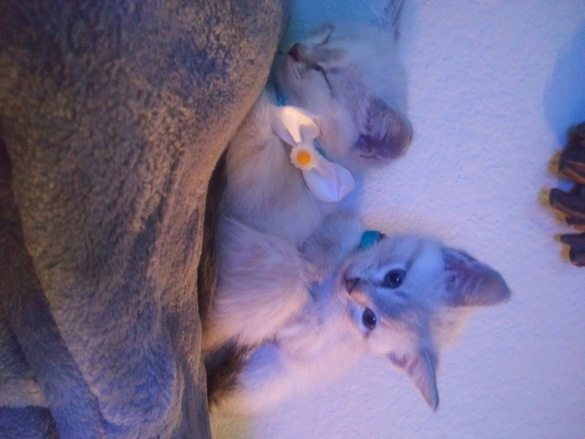 Dabz is registered to the contest to win money with this photo: carnivore, cat, electric_blue, fawn, felidae, flower, flowering_plant, freezing, fur, grey, macro_photography, petal, plant, purple, sky, small_to_medium_sized_cats, tail, whiskers, winter, wood