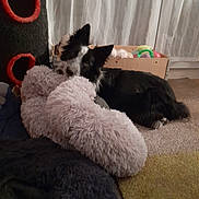 Tany a rejoint le concours — aidez-le/la à gagner de superbes lots ! dog, stuffed_toy, carpet, box, toys, cat_tree, indoor, black_and_white, fluffy, pet, resting, curtains, soft_lighting, cozy, animal, floor, furniture, home, relaxed, companion