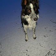 Toany a rejoint le concours — aidez-le/la à gagner de superbes lots ! alert, animal, black_and_white, canine, cold, companion, dog, ears, fur, ground, mammal, nature, night, outdoor, paw_prints, pet, quiet, snow, standing, winter