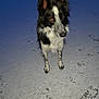 alert, animal, black_and_white, canine, cold, companion, dog, ears, fur, ground, mammal, nature, night, outdoor, paw_prints, pet, quiet, snow, standing, winter