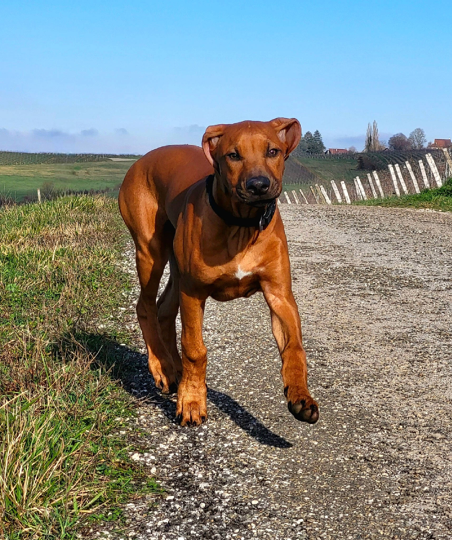 Thamsanqa participe au concours pour gagner de l'argent avec cette photo : canidae, carnivore, companion_dog, dog, dog_breed, fawn, grass, grassland, landscape, liver, pet_supply, plant, prairie, sky, snout, sporting_group, tail, terrestrial_animal, wildlife, working_animal