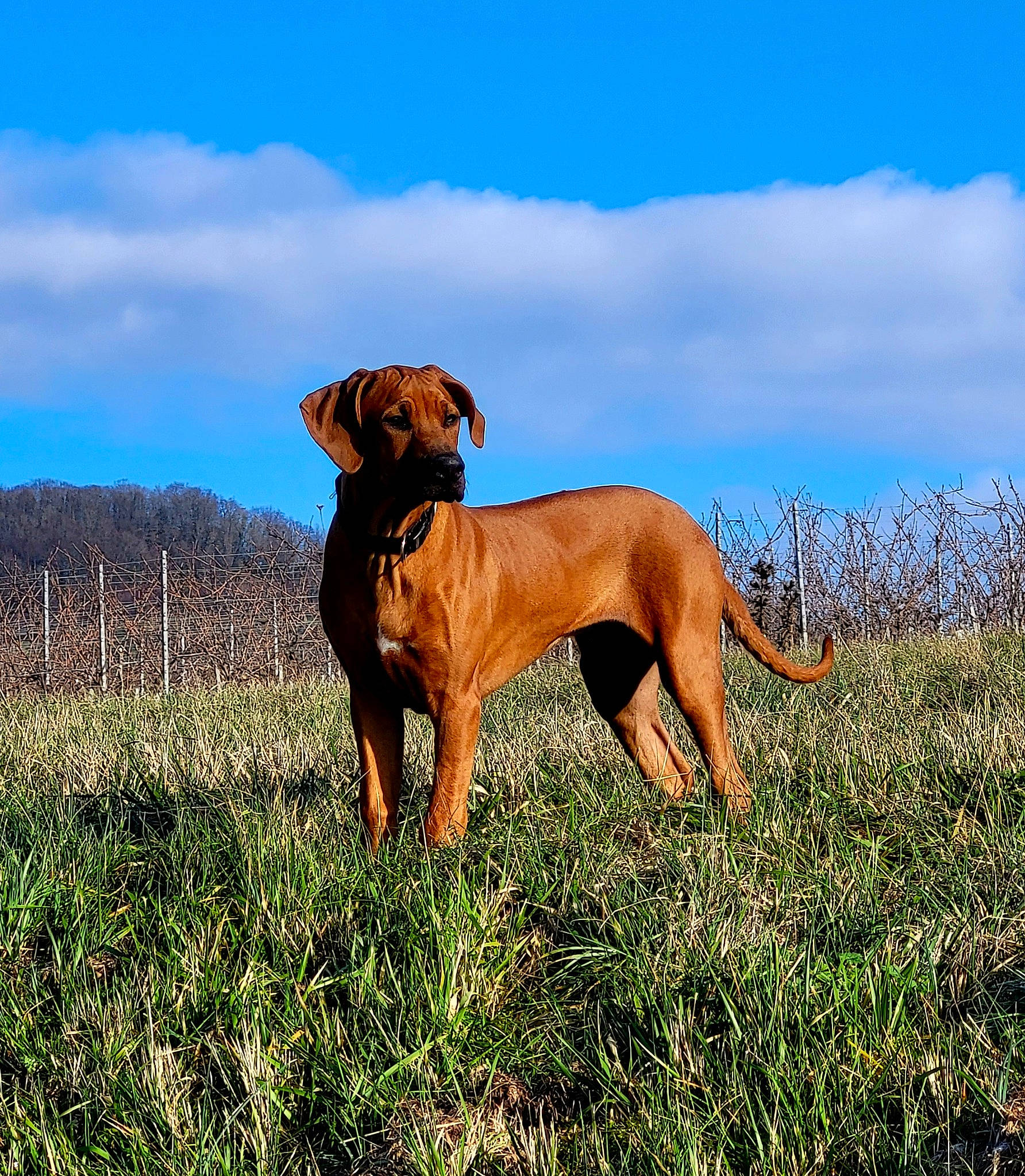 Thamsanqa participe au concours pour gagner de l'argent avec cette photo : carnivore, cloud, collar, companion_dog, dog, dog_breed, dog_collar, fawn, grass, grassland, gun_dog, liver, plant, prairie, sky, sporting_group, tail, terrestrial_animal, working_animal, working_dog
