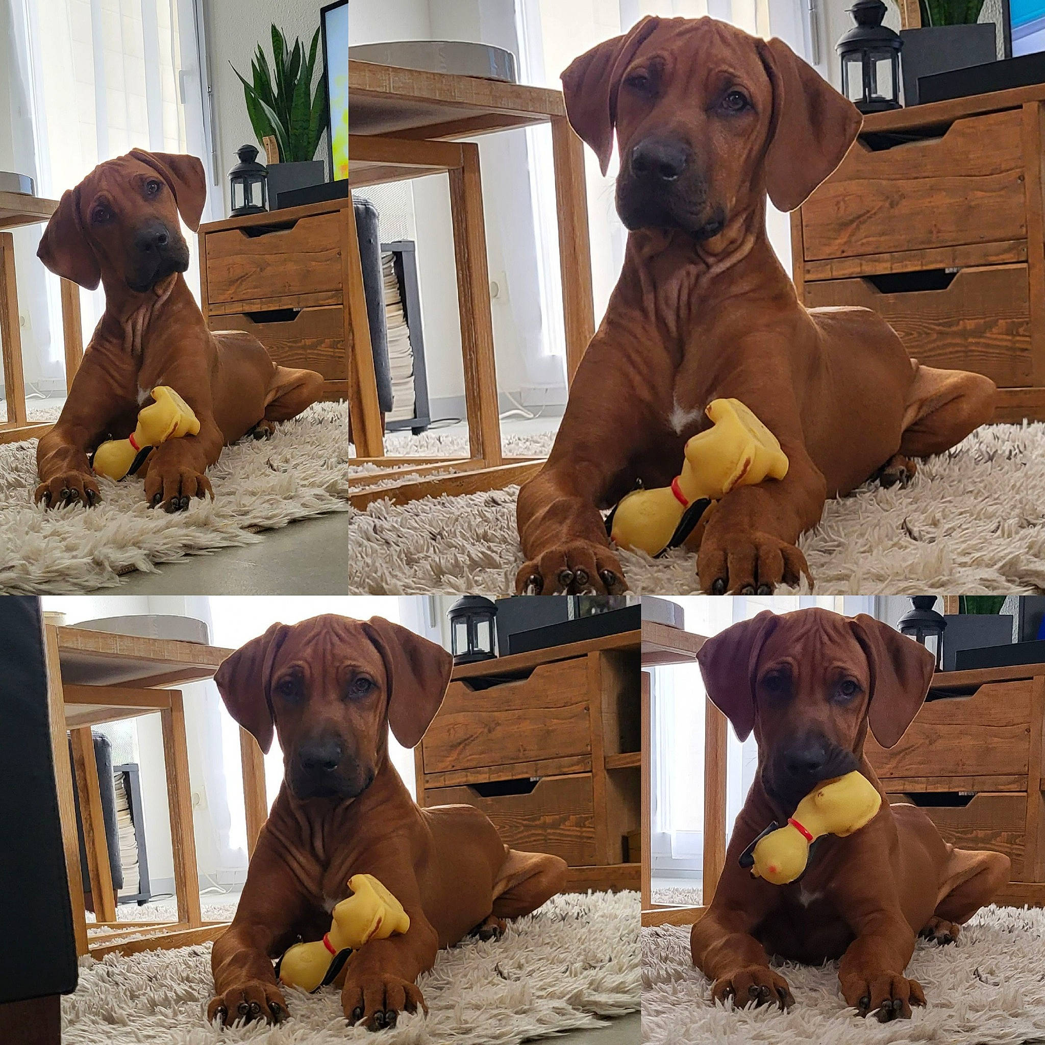 Thamsanqa a rejoint le concours — aidez-le/la à gagner de superbes lots ! brown, carnivore, chair, comfort, companion_dog, dog, dog_breed, dog_collar, dog_supply, fawn, hound, liver, mammal, pet_supply, plant, snout, sporting_group, vertebrate, wood, working_animal