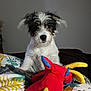 puppy, dog, toy, plush_toy, bedspread, indoor, cute, pet, animal, black_and_white, fur, ears, nose, eyes, looking, colorful, soft, play, resting, young