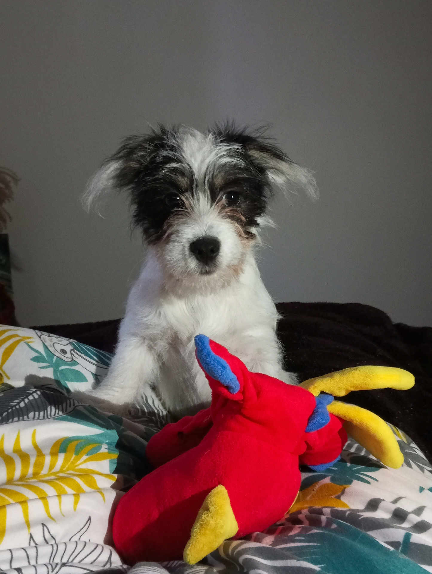 Angel participe au concours pour gagner de l'argent avec cette photo : puppy, dog, toy, plush_toy, bedspread, indoor, cute, pet, animal, black_and_white, fur, ears, nose, eyes, looking, colorful, soft, play, resting, young
