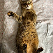 Noblesse a rejoint le concours — aidez-le/la à gagner de superbes lots ! animal, bed, bedspread, cat, cozy, cute, feline, fur, indoor, lying_down, patterned, paw, pet, relaxed, sleeping_area, soft_light, striped, tabby, whiskers, wide_eyes