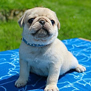 Lion participe au concours pour gagner de l'argent avec cette photo : animal, blanket, boxer, bulldog, canine, dog, frenchbulldog, goldenretriever, grass, hound, labradorretriever, lawn, pet, pitbull, plant, pug, puppy, whitedog