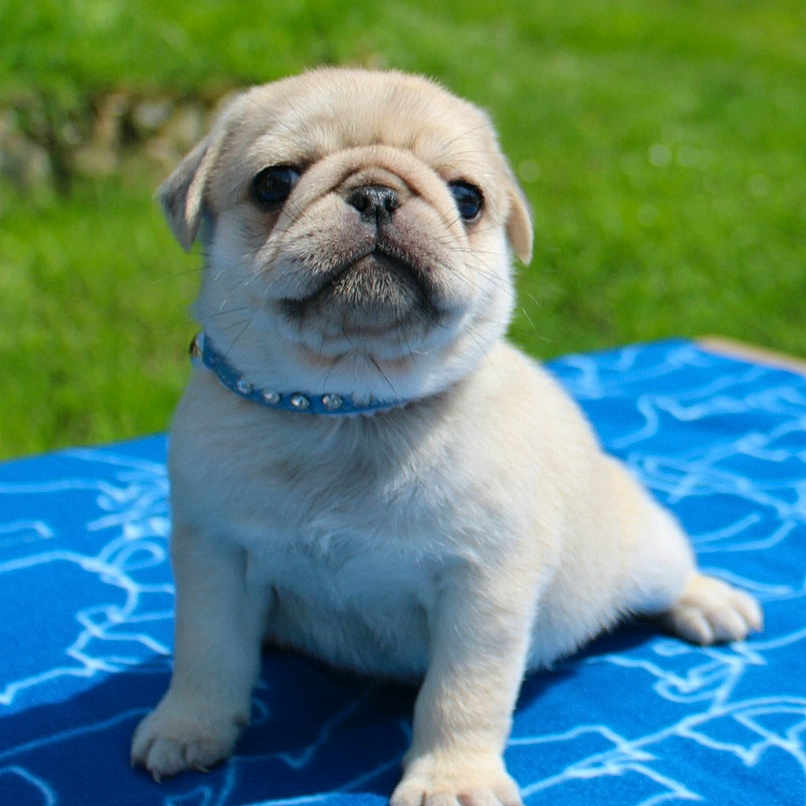 Lion participe au concours pour gagner de l'argent avec cette photo : animal, blanket, boxer, bulldog, canine, dog, frenchbulldog, goldenretriever, grass, hound, labradorretriever, lawn, pet, pitbull, plant, pug, puppy, whitedog