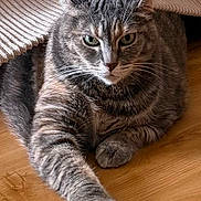 Tina is registered to the contest to win money with this photo: cat, tabby_cat, fur, paw, wooden_floor, blanket, indoor, pet, animal, relaxed, resting, whiskers, ears, eyes, muzzle, cute, domestic_cat, feline, cozy, portrait