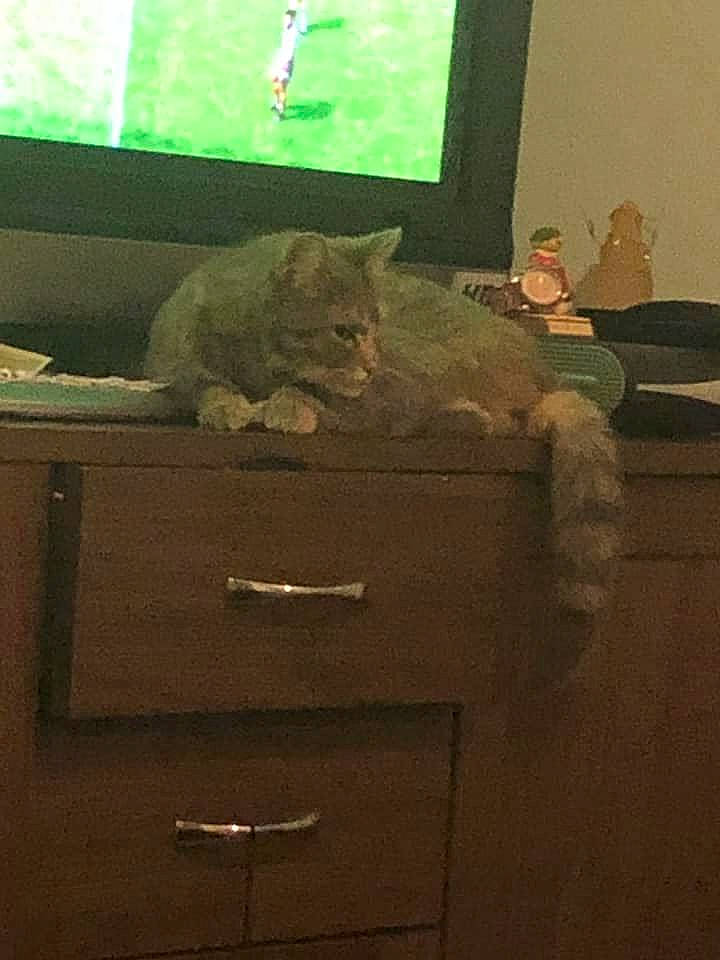 Pickkle Lilly joined the competition — help win amazing prizes! brown, cabinetry, carnivore, cat, comfort, felidae, floor, flooring, grey, hardwood, interior_design, mammal, shelf, shelving, small_to_medium_sized_cats, television_set, vertebrate, wall, whiskers, wood