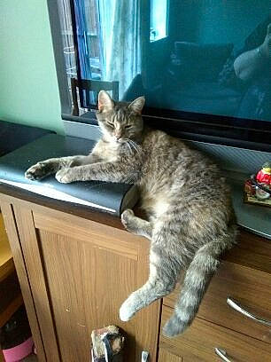 Pickkle Lilly joined the competition — help win amazing prizes! carnivore, cat, domestic_short_haired_cat, felidae, fur, paw, picture_frame, room, small_to_medium_sized_cats, snout, table, tableware, tail, whiskers, window